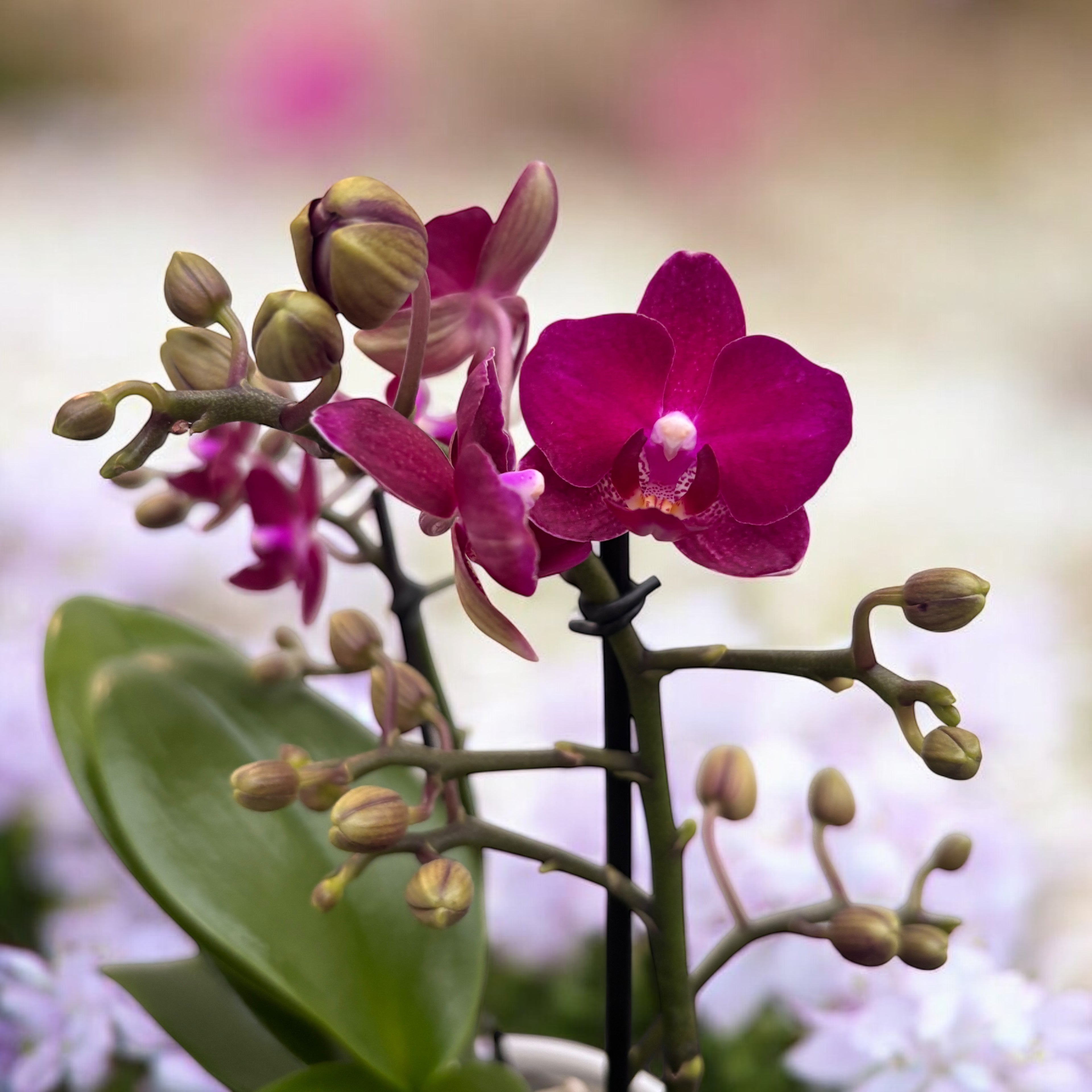 Phalaenopsis Sogo Crimson