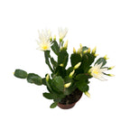 Rhipsalidopsis ‘White Fire’ (floarea pastelui alba)