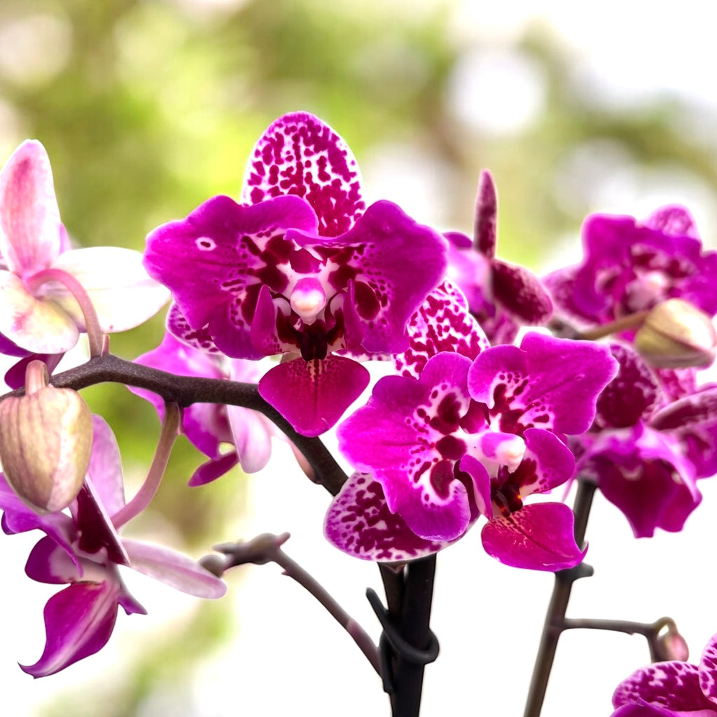 Phalaenopsis Chia E Yenlin (frunze variegate) - flori pelorice Butterfly