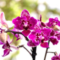 Phalaenopsis Chia E Yenlin (frunze variegate) - flori pelorice Butterfly