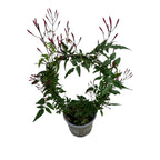 Jasminum polyanthum 'Pink' (iasomie chinezeasca - flori intens parfumate)