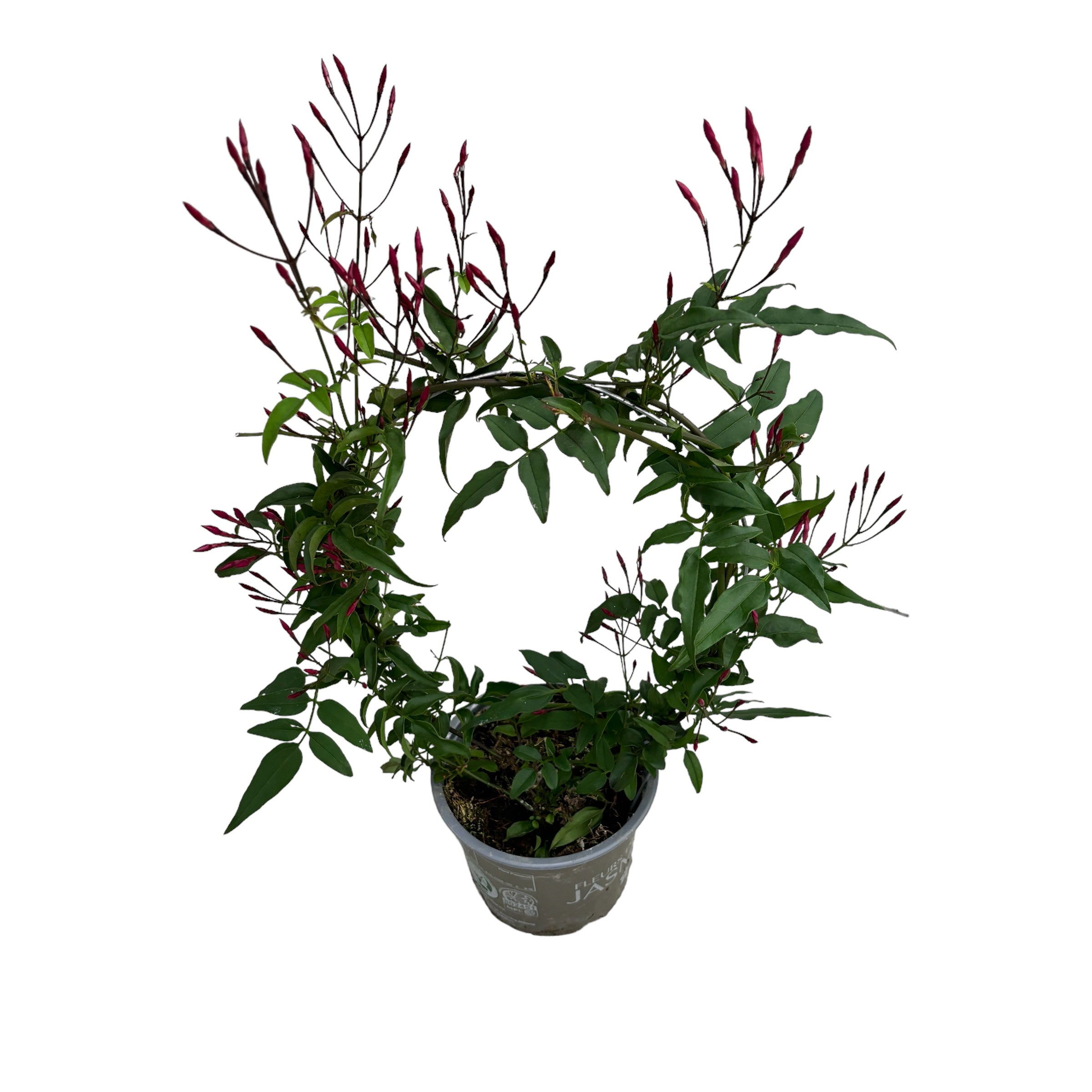 Jasminum polyanthum 'Pink' (iasomie chinezeasca - flori intens parfumate)