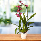 Oncidium Sharry Baby ‘Red Fantasy’ (intensivt doftande blommor)