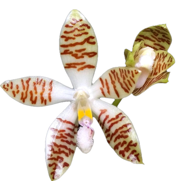 Phalaenopsis zebrina – duftend