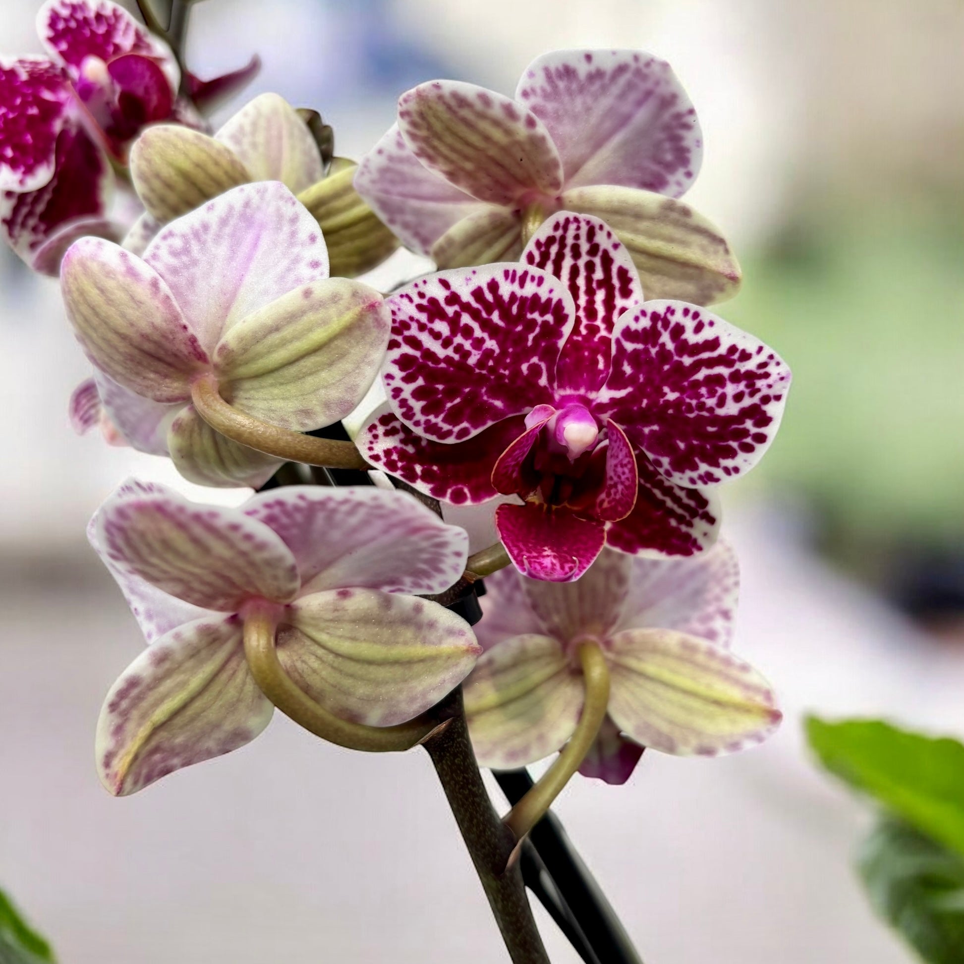 Phalaenopsis ‘Chian Xen Diamond’