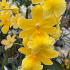 Burrageara Nelly Isler 'Yellow' - intensiv duftende Blumen