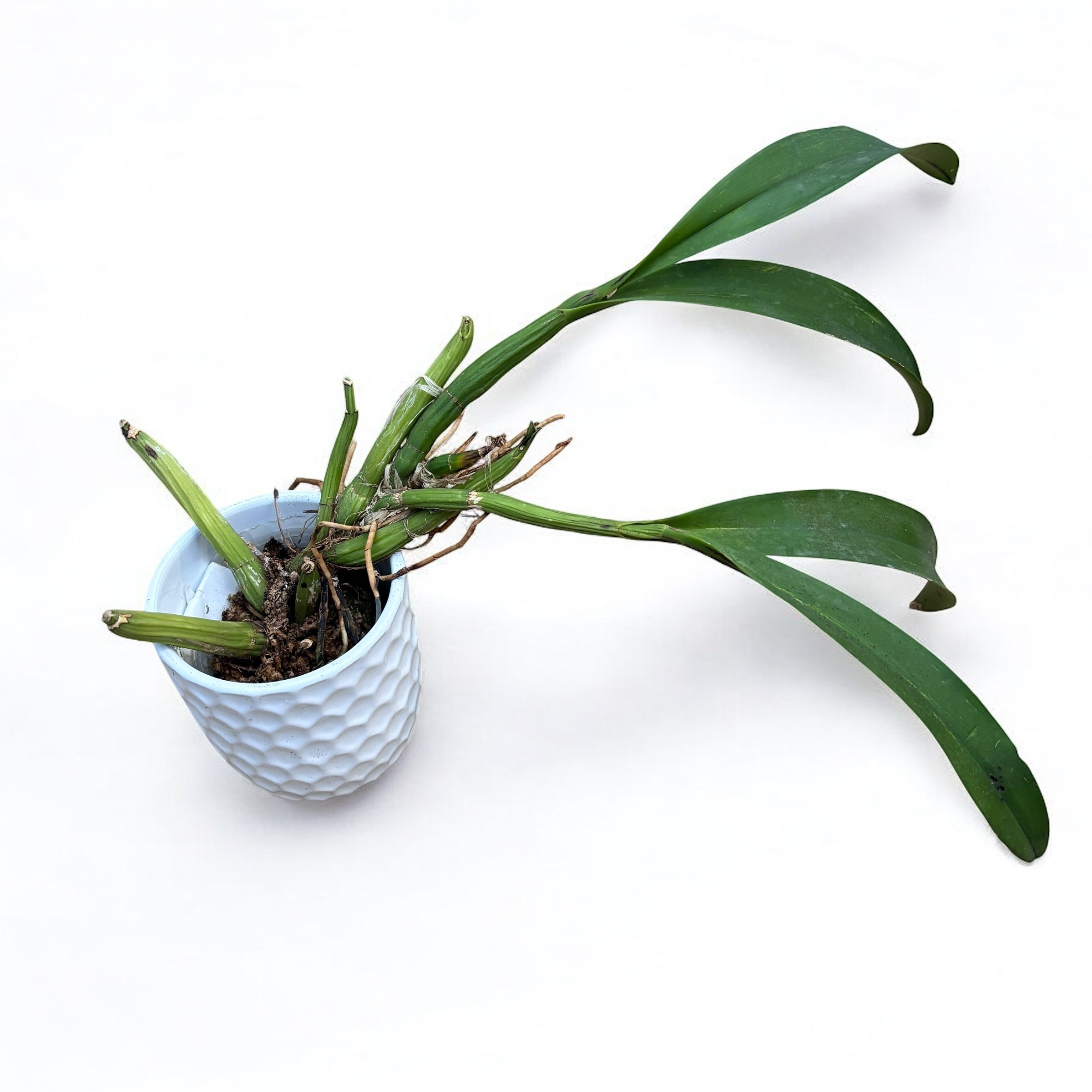 Myrmecophila thomsoniana (Laelia thomsoniana)