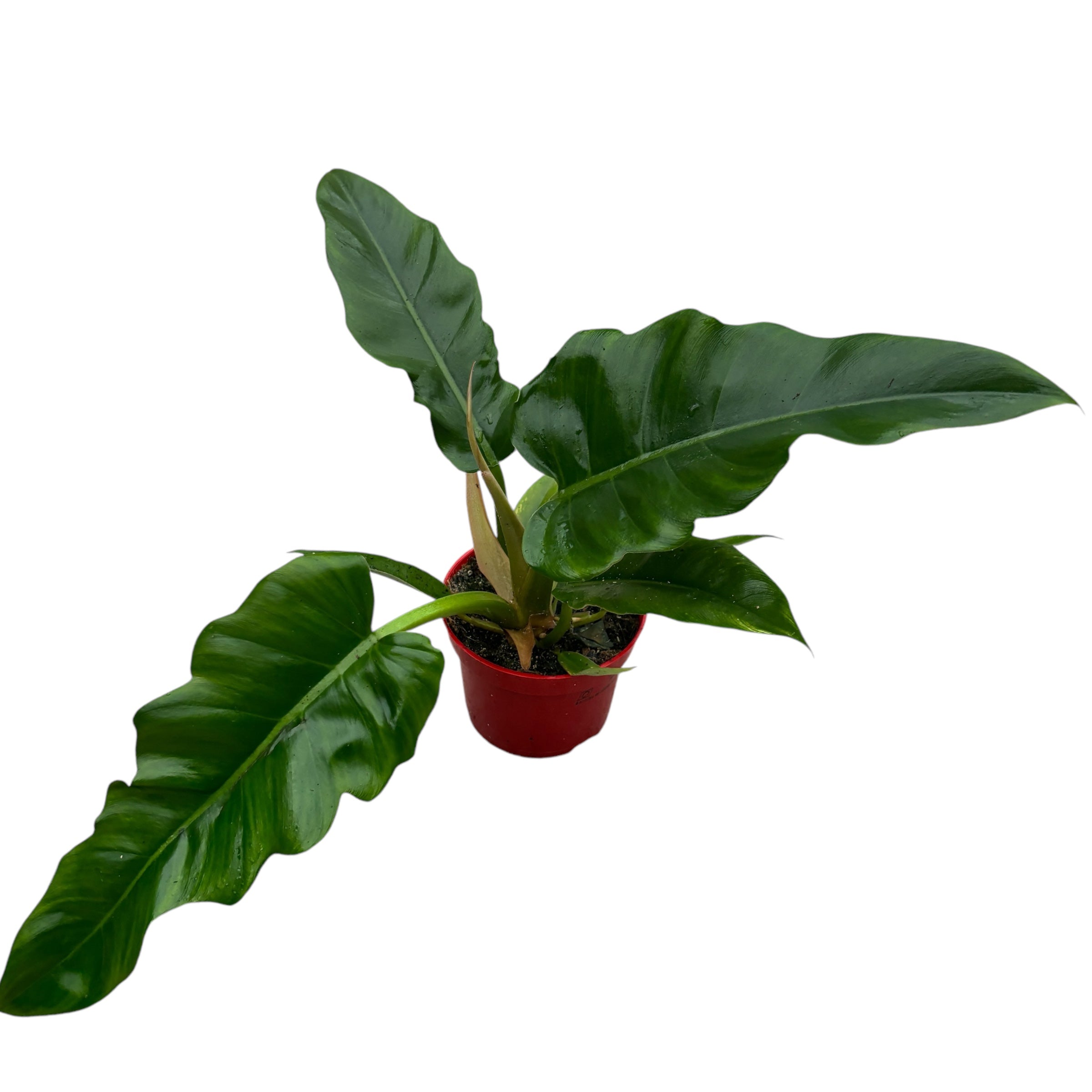 philodendron sawtooth Philodendron 'Narrow Escape' (Sawtooth) – Secret Garden Plant Shop