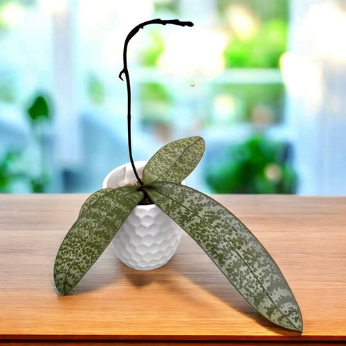 Phalaenopsis schilleriana 'TKB'