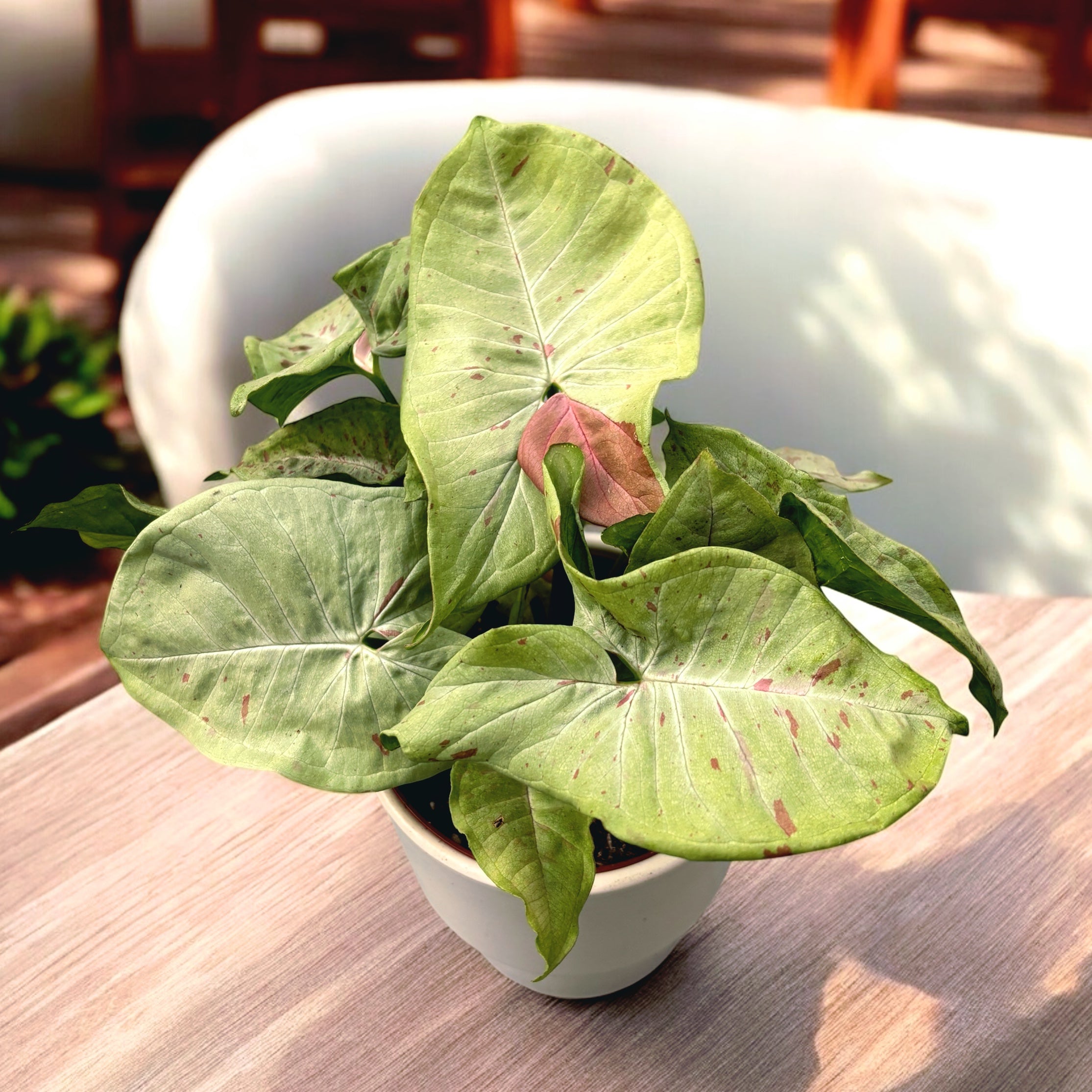 Syngonium Milk Confetti D12