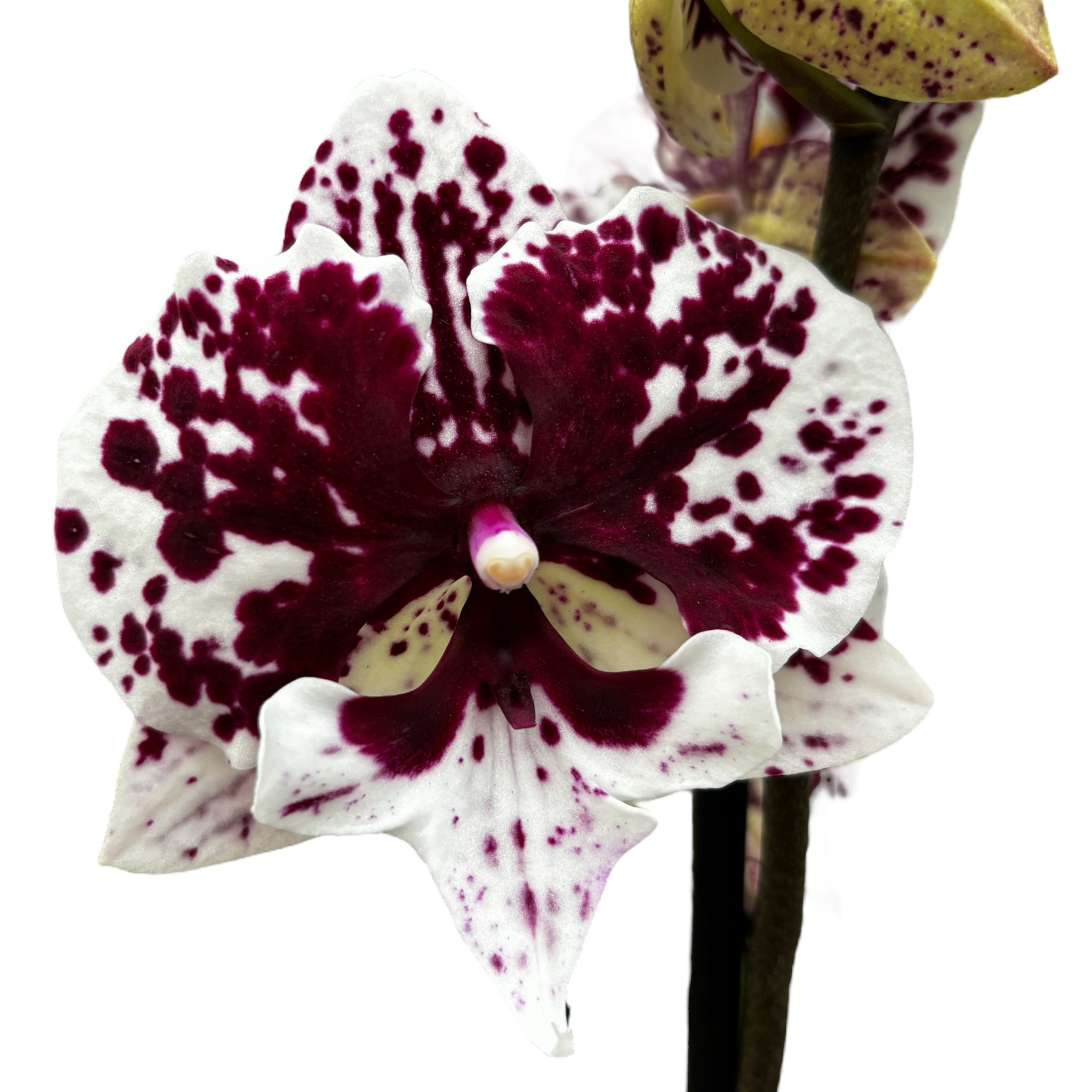 Phalaenopsis JC Maria Mar (big lip)