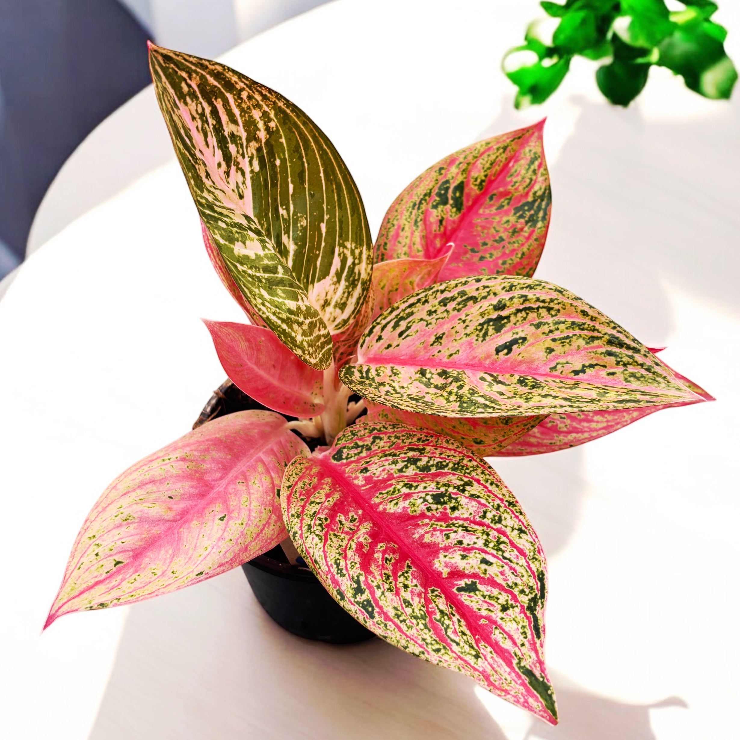 aglaonema cv legacy Aglaonema 'Legacy' – Secret Garden Plant Shop