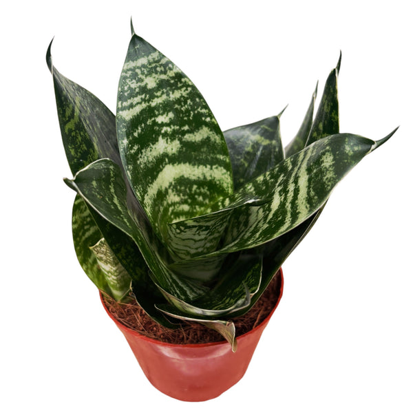 Sansevieria trifasciata 'Green Hahnii'