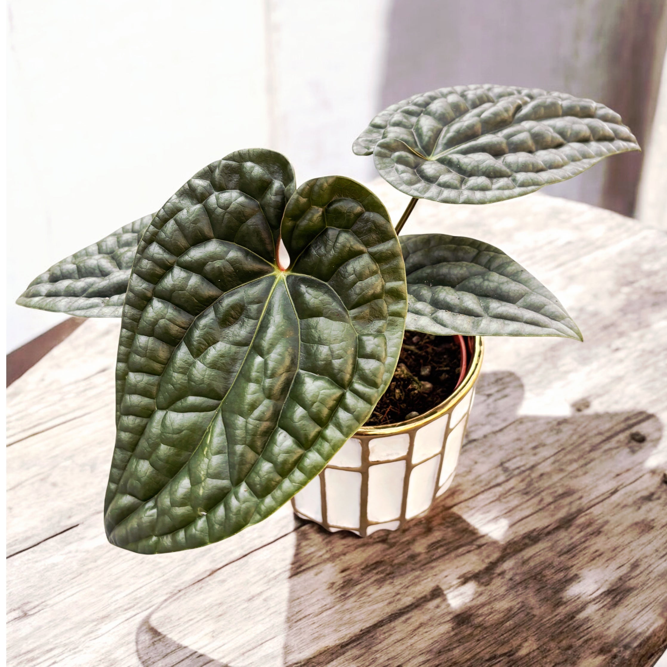 Anthurium luxurians (Quilted Hearts Anthurium) – Secret Garden