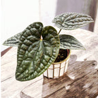 Anthurium luxurians (Quilted Hearts Anthurium)