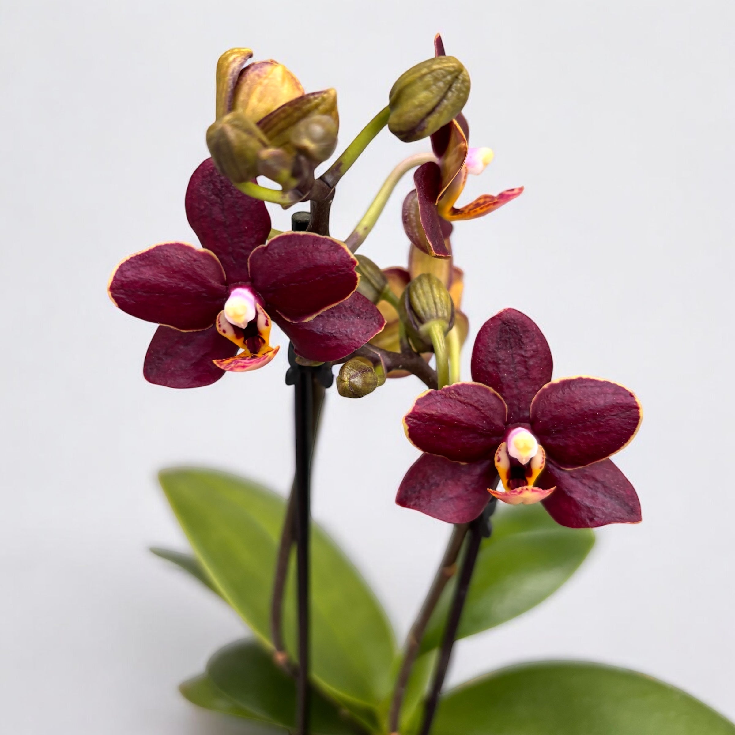 Phalaenopsis Sunrise Red Peoker (Esmee) - gewachste Blumen