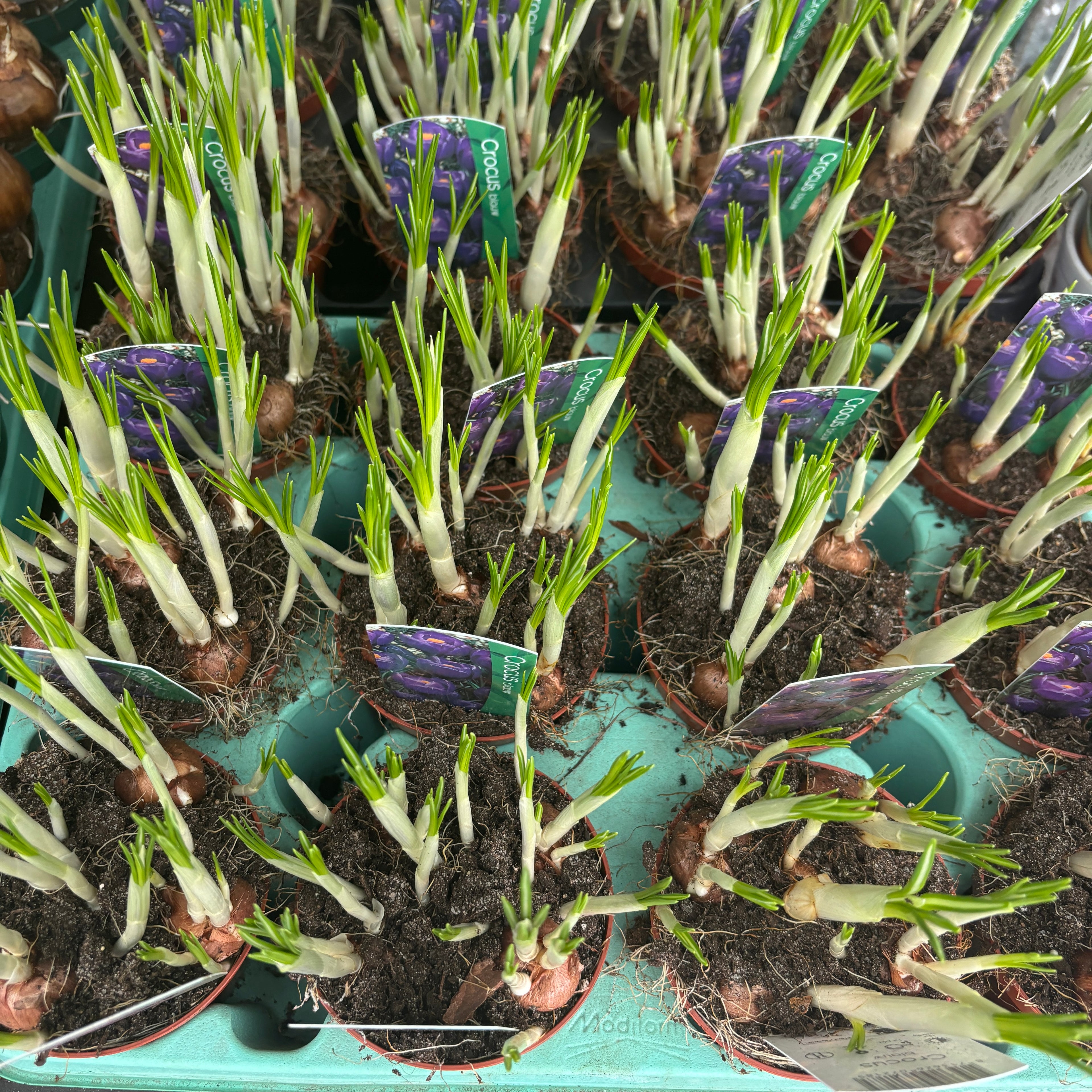 Crocus vernus 'Flower Record' in ghiveci (branduse cu floarea mare)