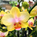 Phalaenopsis San Juan