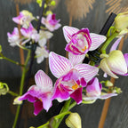 Phalaenopsis Younghome Lucky Star (0018 - pelorica) (Paesi Bassi)