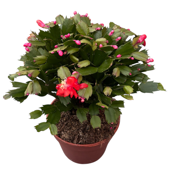 Schlumbergera ‘Red’ - exemplare XXL