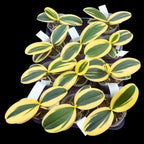 Phalaenopsis Sogo Vivien 'SOGO F858' (variegata & peloric) - strong variegation