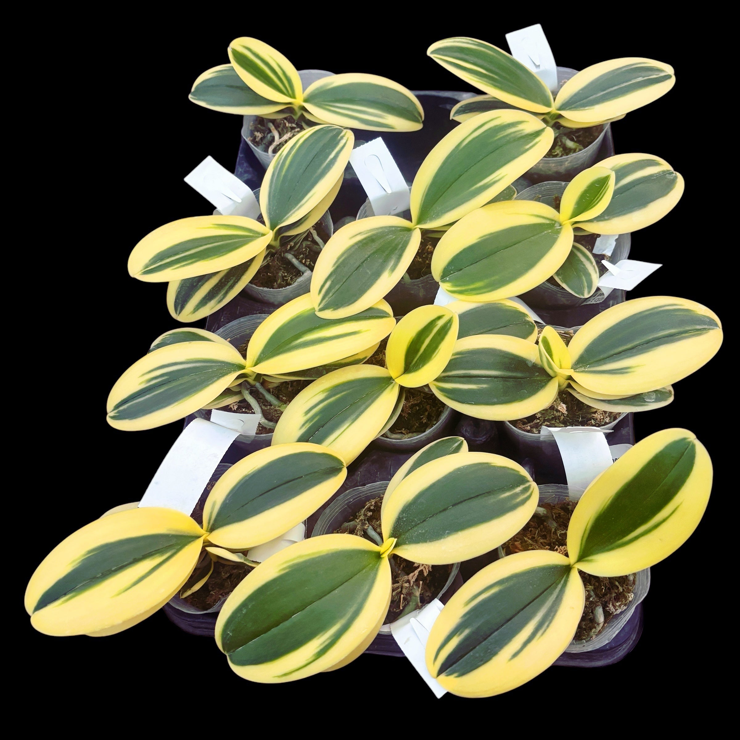 Phalaenopsis Sogo Vivien 'SOGO F858' (variegata e pelorica) - variegatura intensa