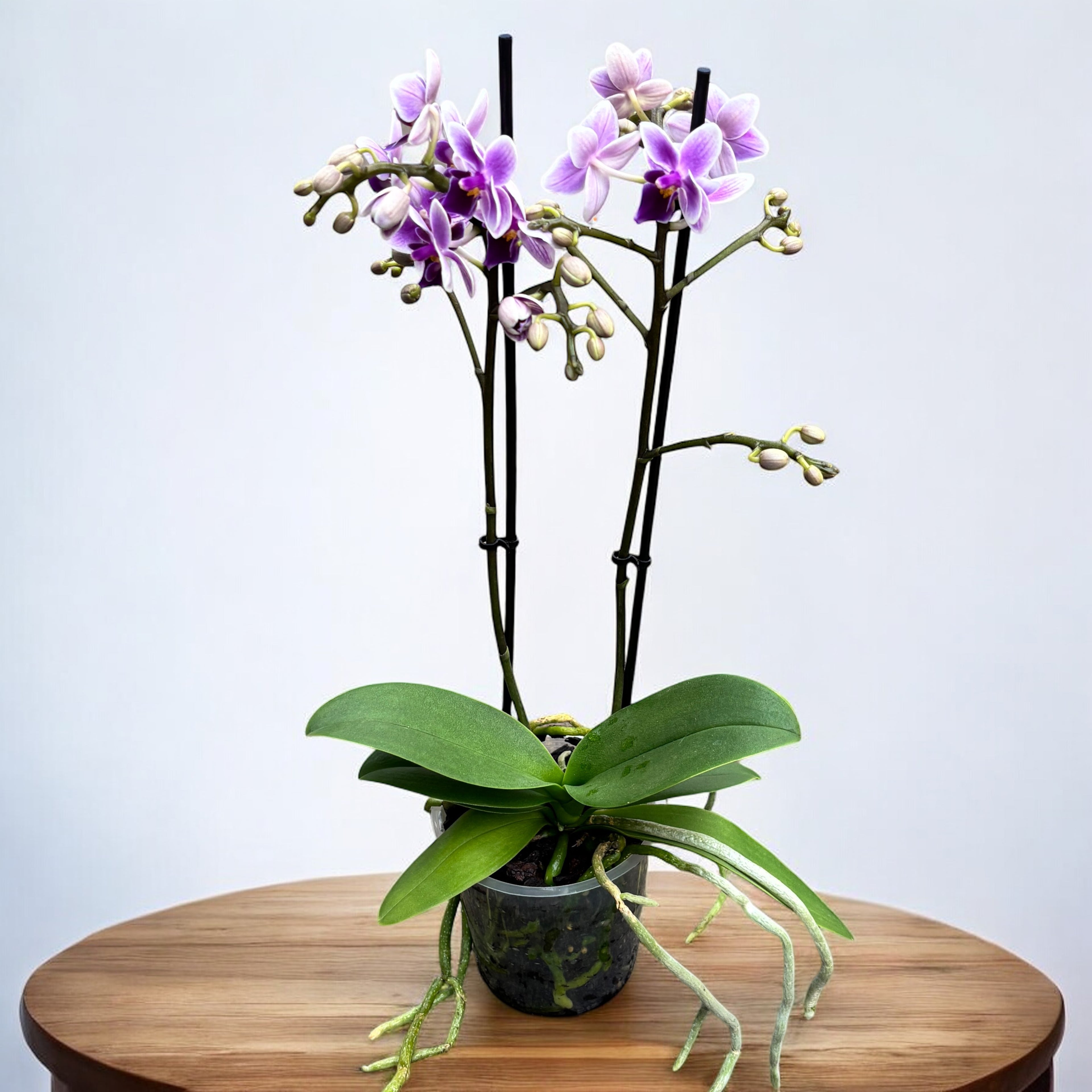 Phalaenopsis Cielo Viola