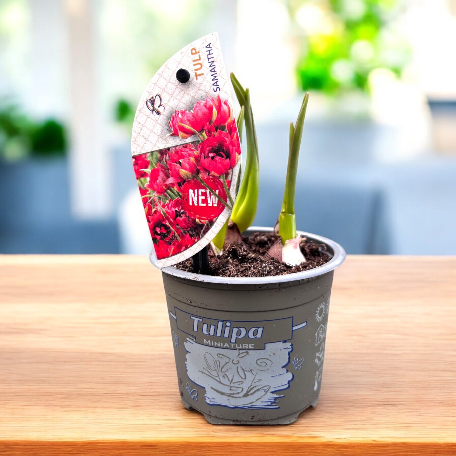 Doppelblütige Tulpenzwiebeln im Topf - Tulipa Samantha