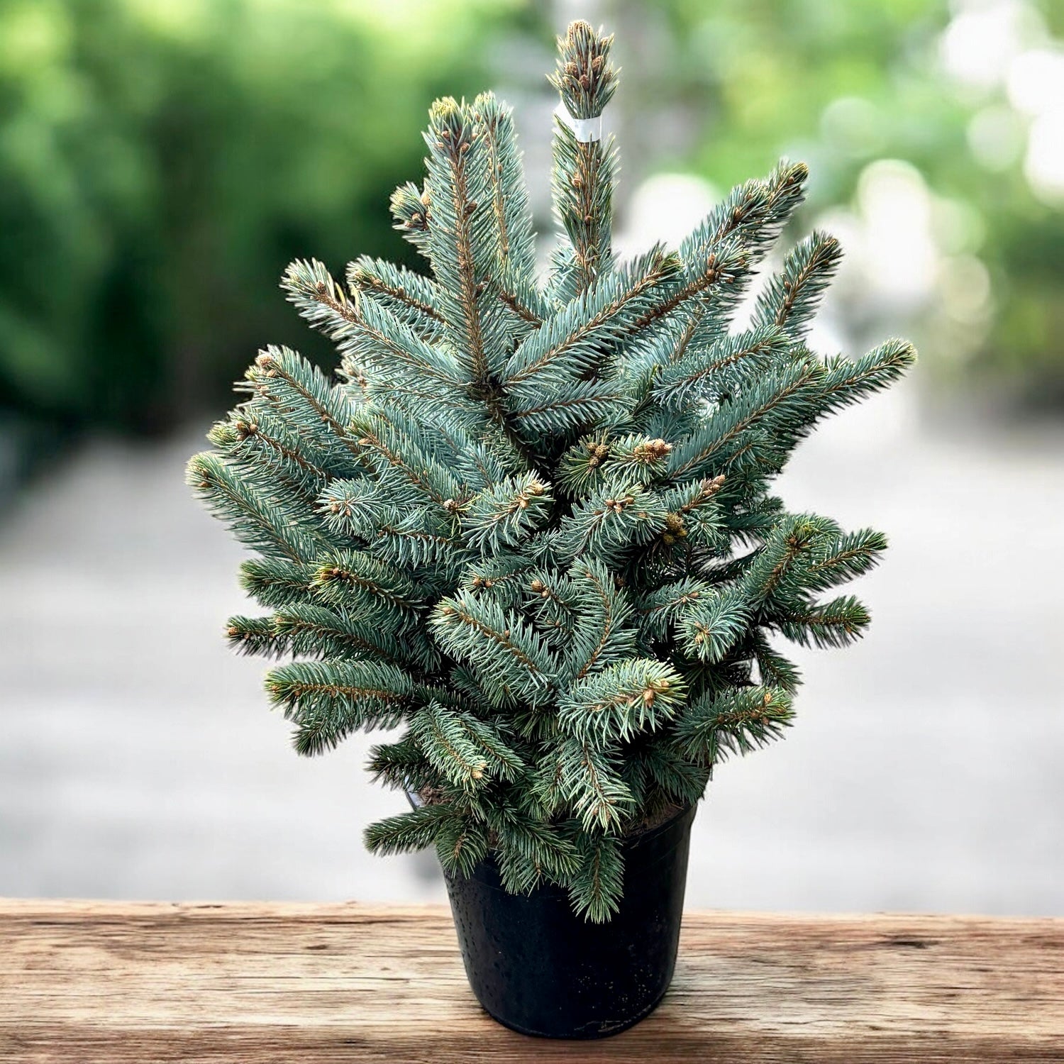 Brad argintiu in ghiveci - Picea pungens 'Super Blue' H60-70 cm