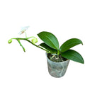 Phalaenopsis Mini Mark (TW)