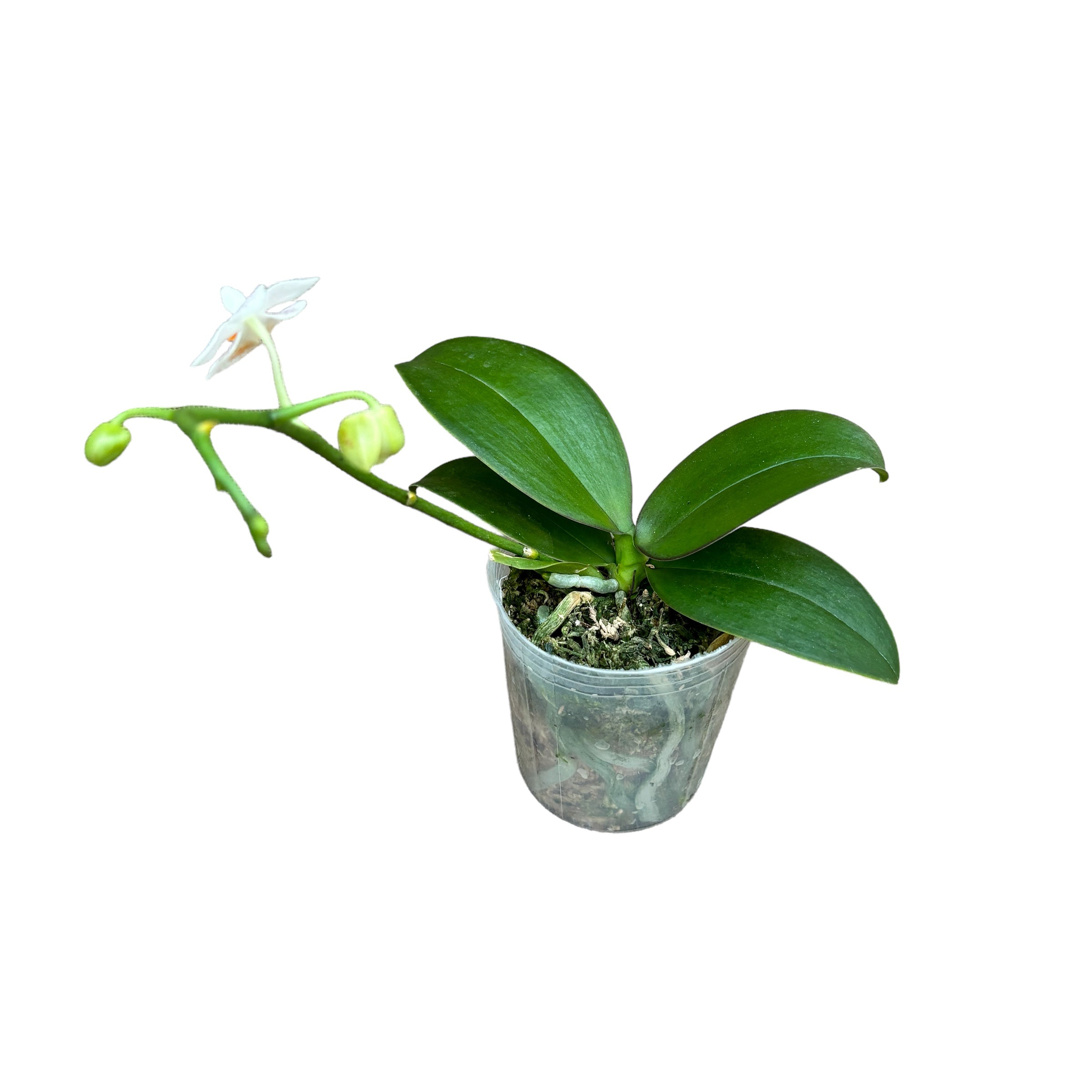 Phalaenopsis Mini Mark (TW)
