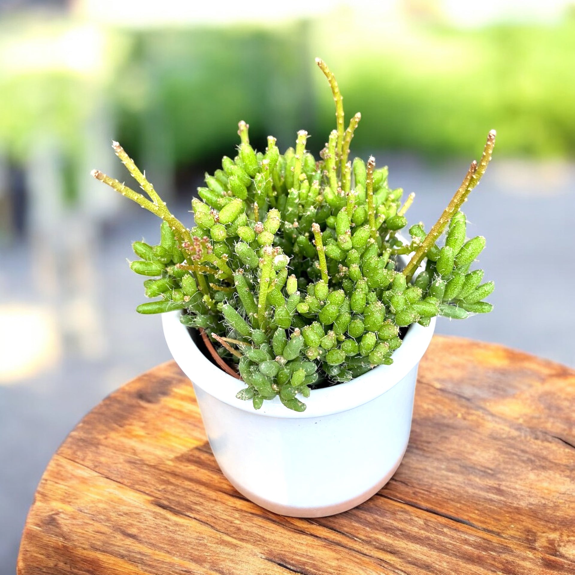 Rhipsalis mesembryanthemoides (Babypflanze) – Secret Garden Plant Shop