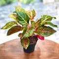 Aglaonema 'Lychee Red' - exemplare XL