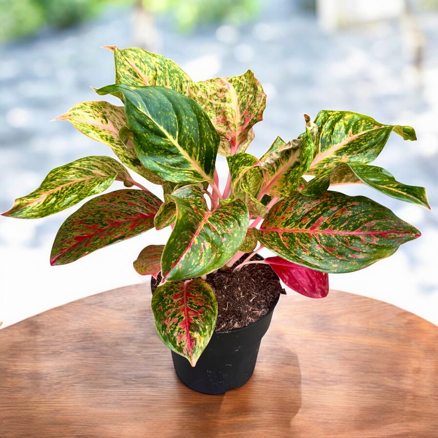 Aglaonema 'Lychee Red' - exemplare XL