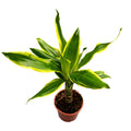 Dracaena Fragrans 'Golden Coast'