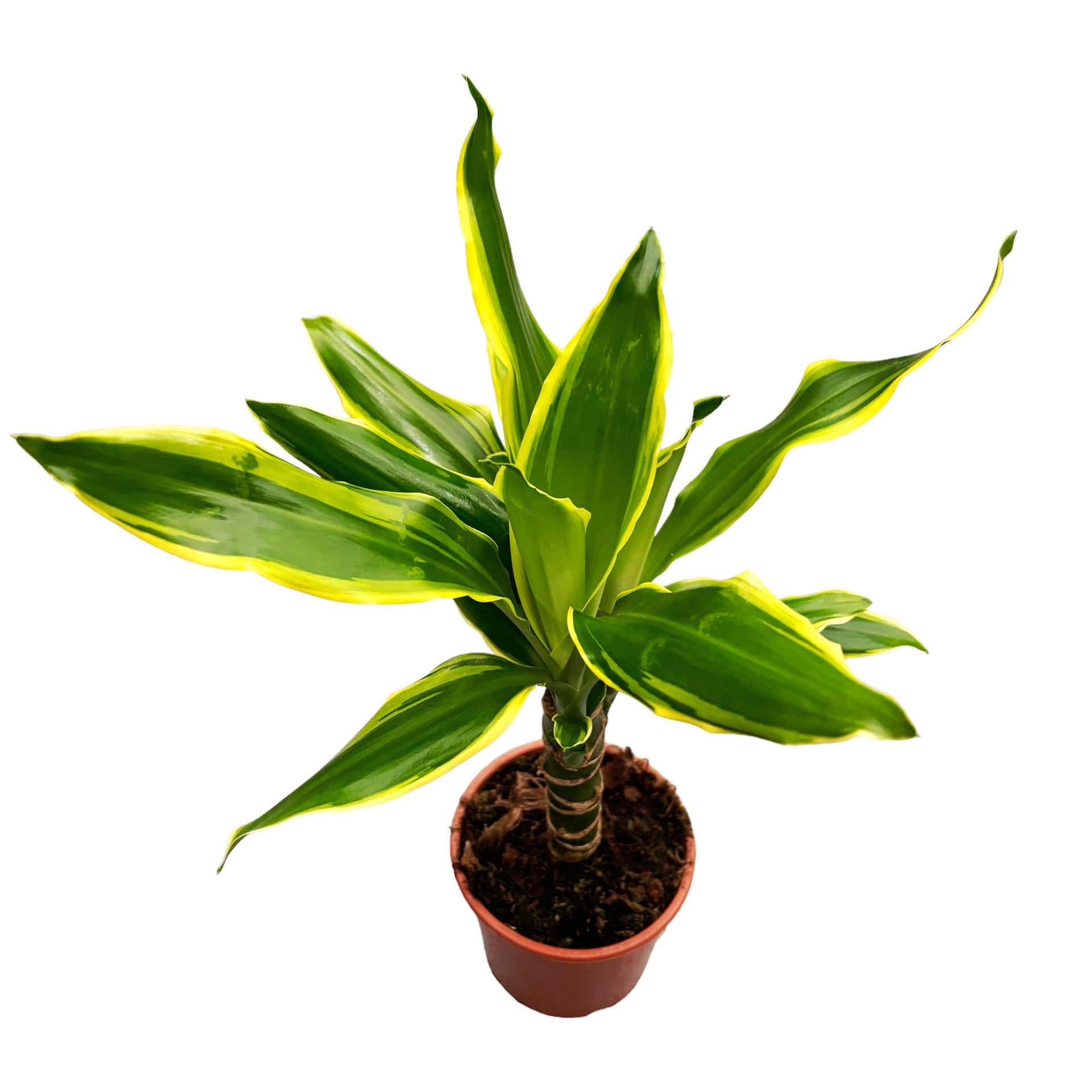 Dracaena Fragrans 'Golden Coast'  Secret Garden Plant Shop