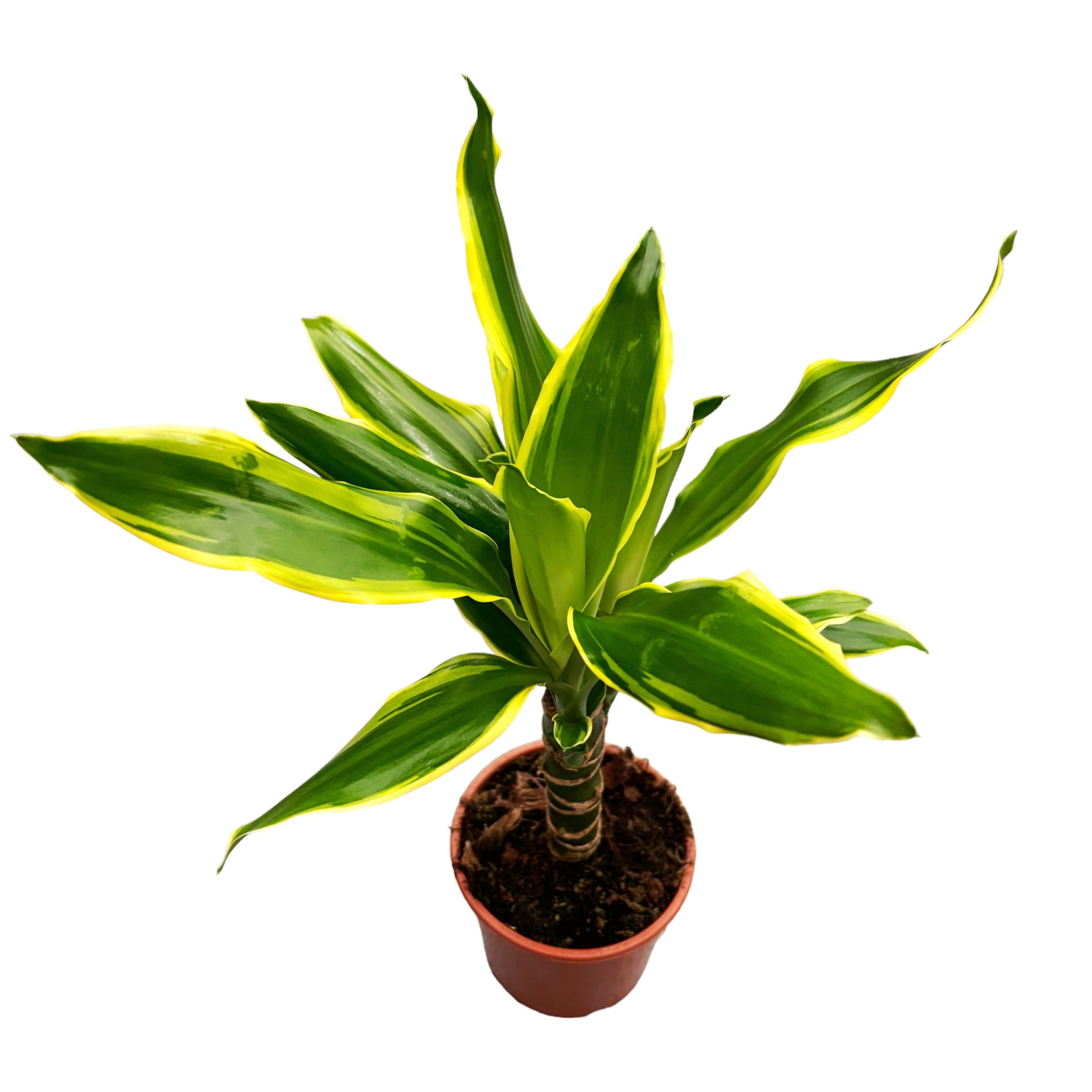Dracaena Fragrans 'Golden Coast'