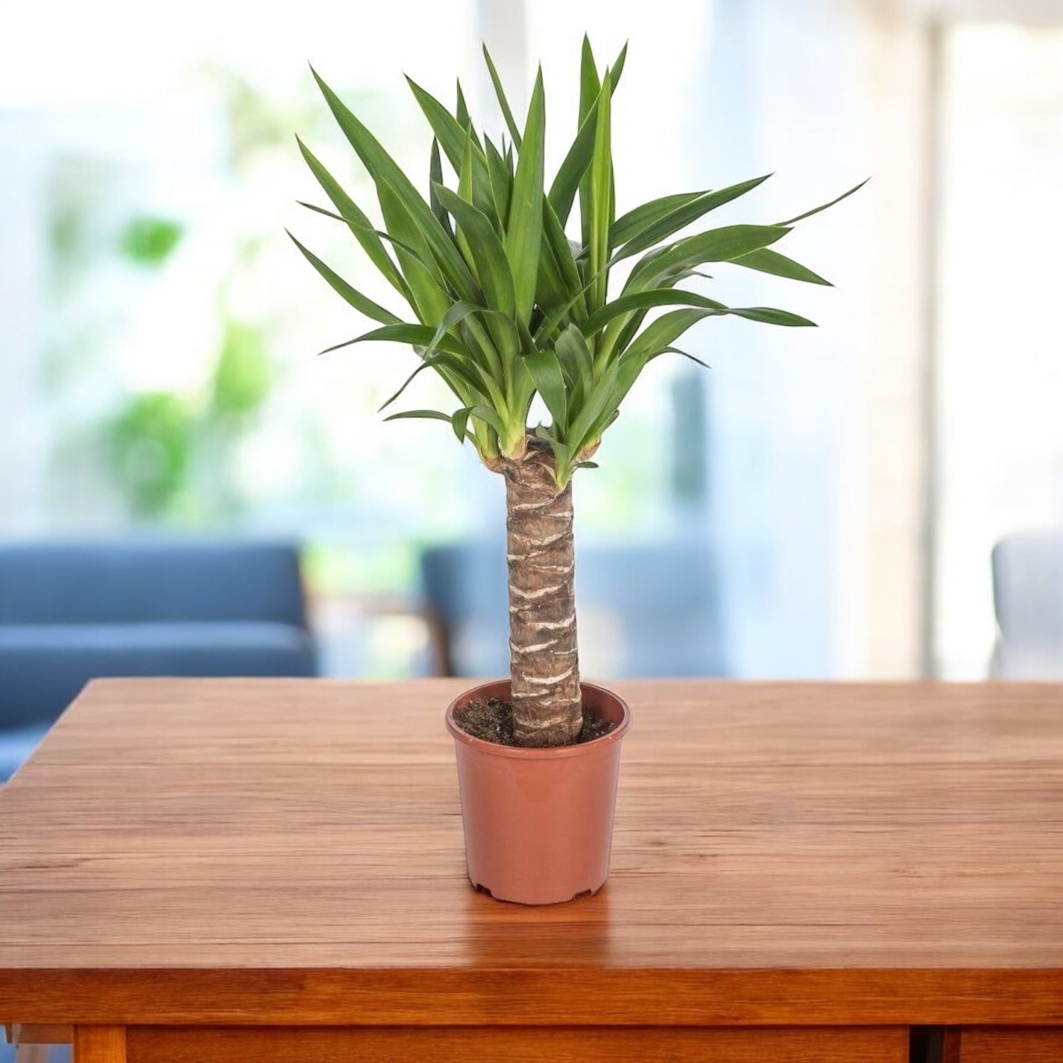 Yucca de apartament - Arborele vietii, Copacul Mayas