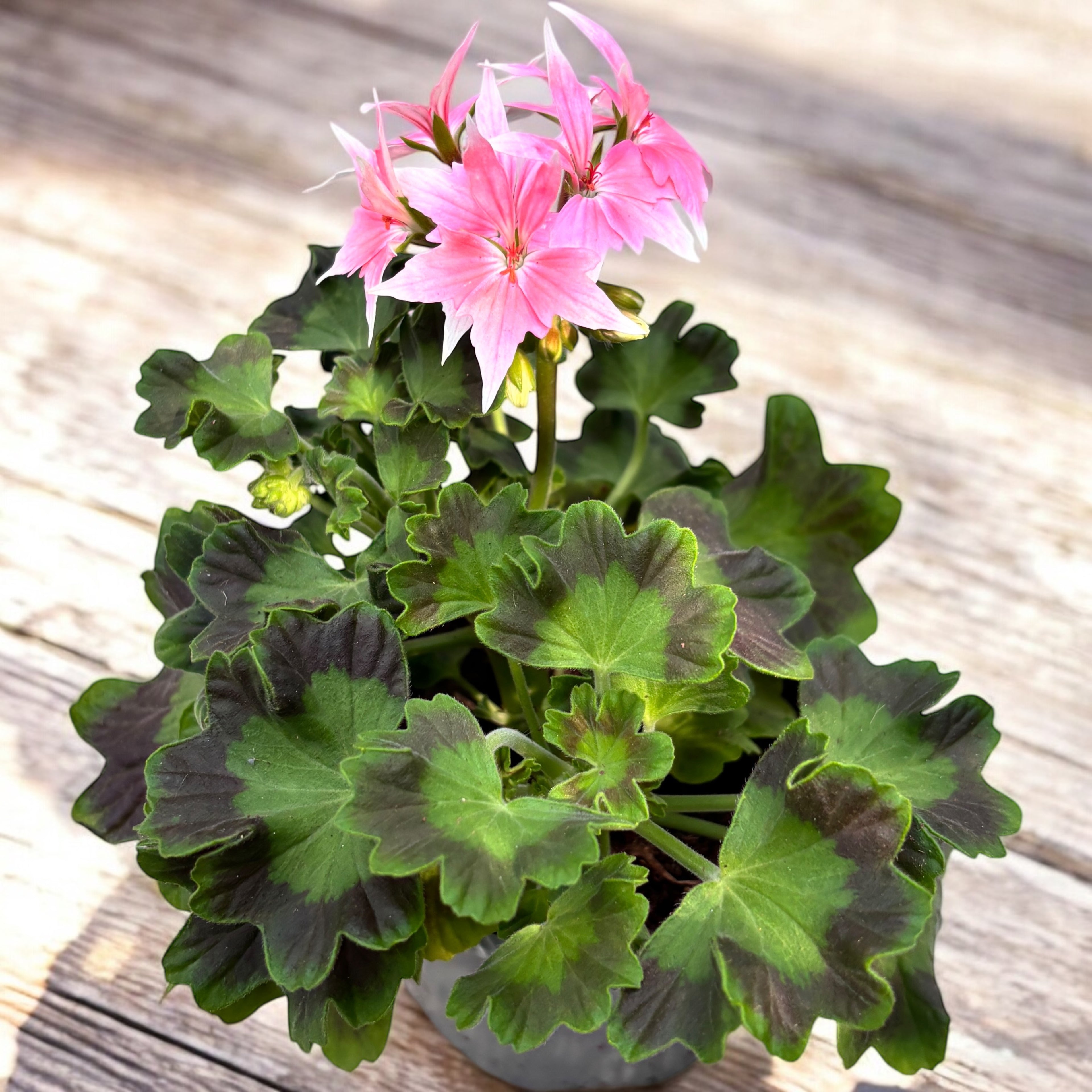 Muscate stelate roz - Pelargonium Fireworks 'Pink'