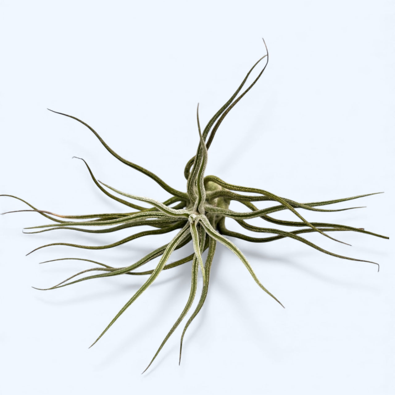 Tillandsia pruinosa – varietate exotica pentru decor aerian