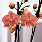 Phalaenopsis ‘Nina’ big lip