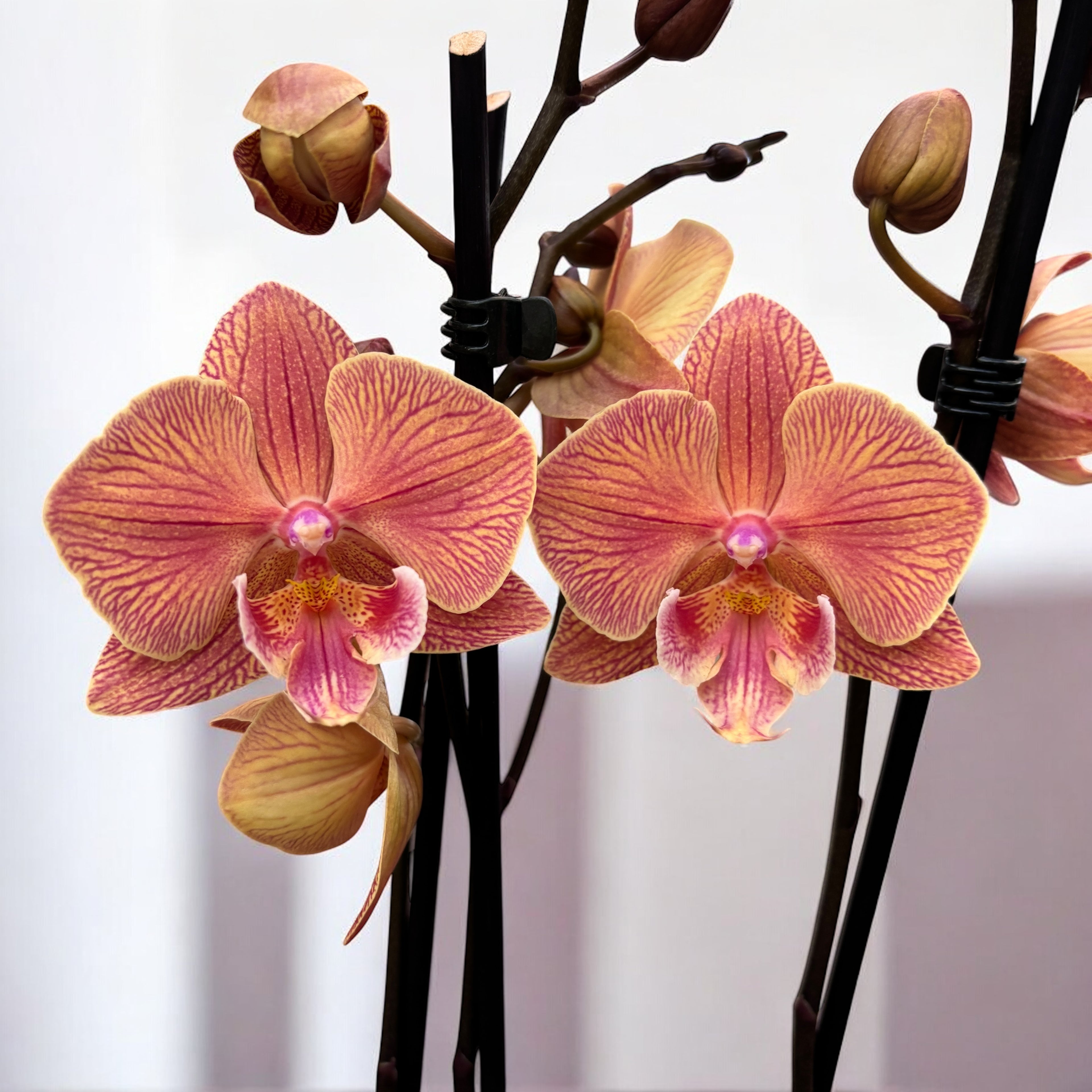 Phalaenopsis 'Nina' große Lippe