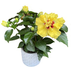 Hibiscus Adonicus 'Double Yellow' - kaksinkertaiset XL-kukat (2-3 kasvia/ruukku)