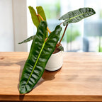 Philodendron billietiae – petiole portocalii, specie botanica rara