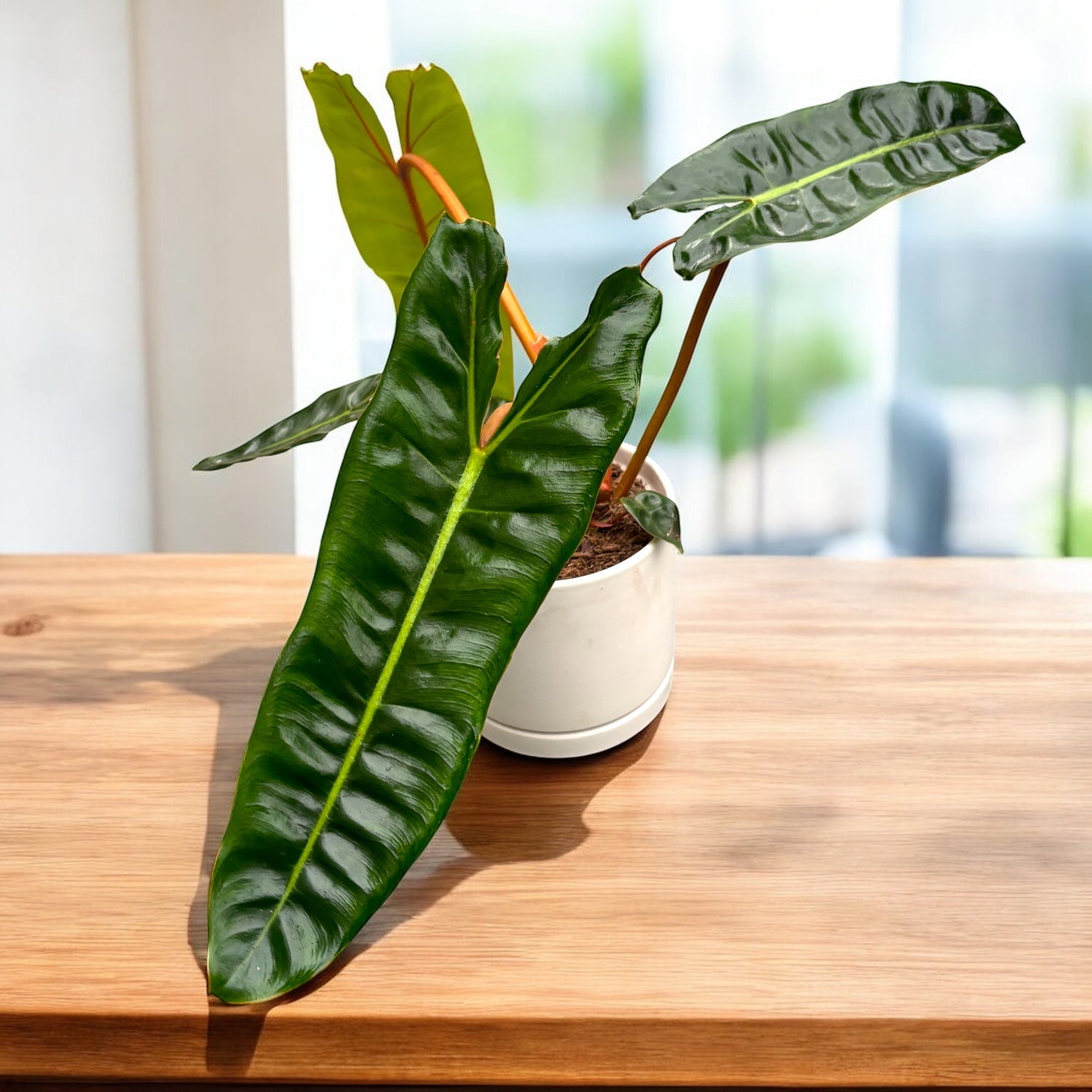 Philodendron billietiae – petiole portocalii, specie botanica rara