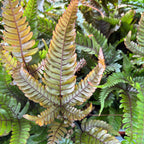 Pteris quadriaurita 'Tricolor (Malovaný kapradina) - exotická kapradina s tříbarevným listem, ideální do interiéru