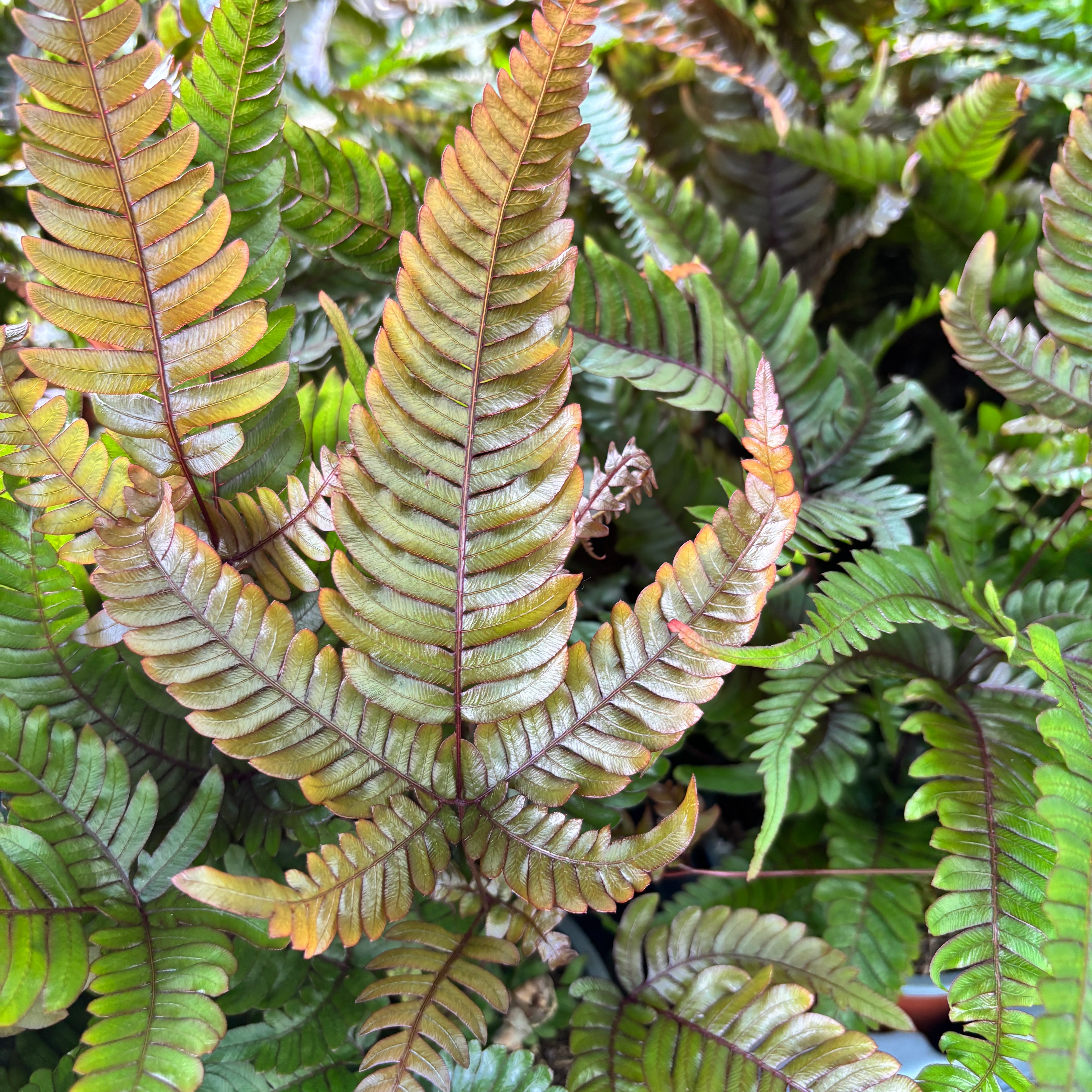 Pteris quadriaurita 'Tricolor (Painted Brake Fern) - feriga exotica cu frunzis tricolor, ideala pentru interior