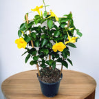 Mandevilla Diamantina Opale Citrine ('Lancalifornia')- flori parfumate