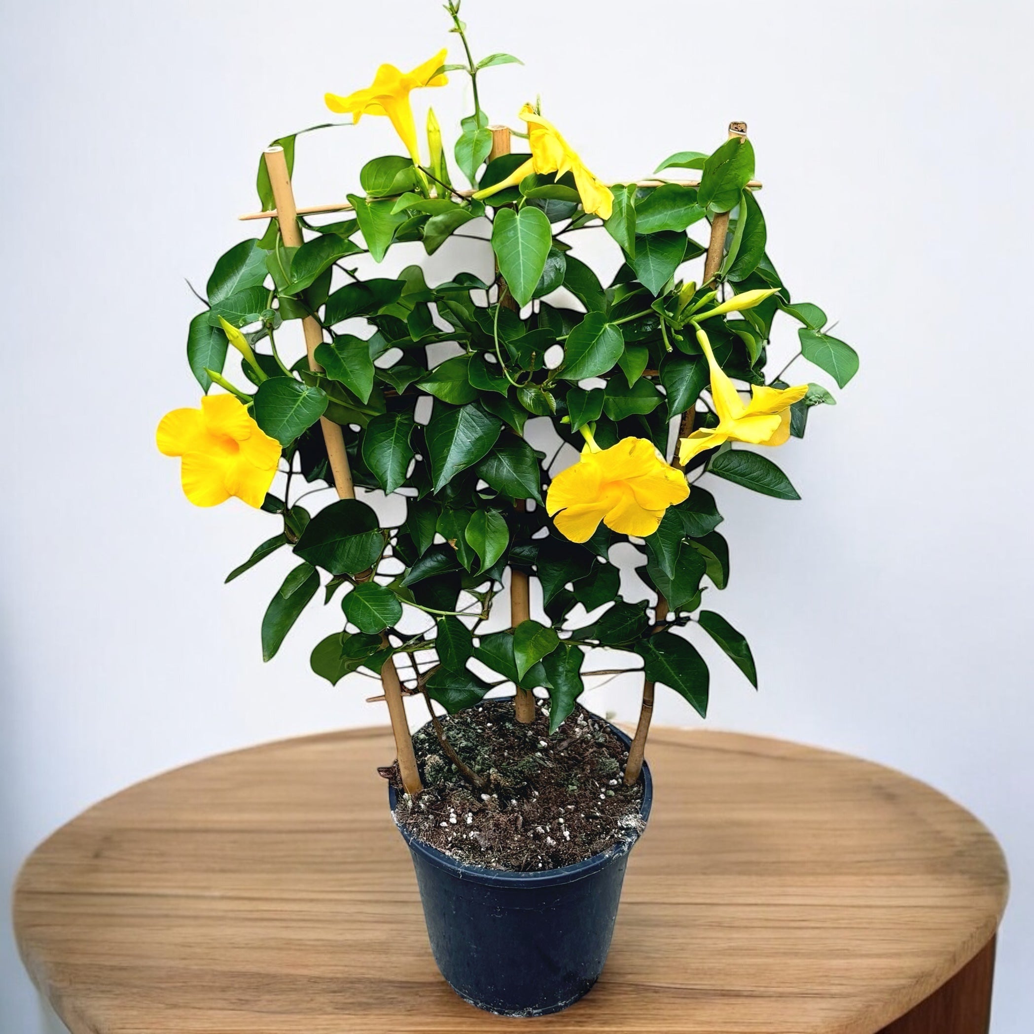 Mandevilla Diamantina Opale Citrine ('Lancalifornia')- flori parfumate