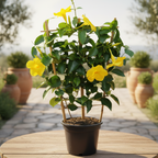 Mandevilla Diamantina Opale Citrine ('Lancalifornia') - mirisno cvijeće